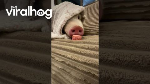Authentic Macaron Awakens Sleeping Piggy || ViralHog