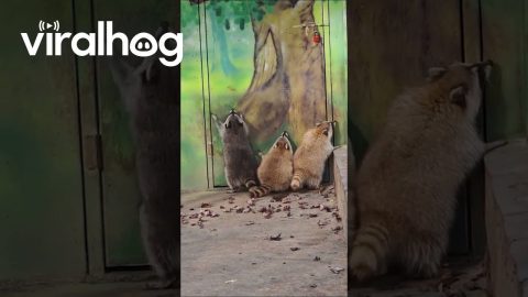 Three Raccoons Trying to Climb a Painted Tree || ViralHog