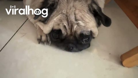 Fluffy Dog Naps Under Its Own Fur Blanket || ViralHog