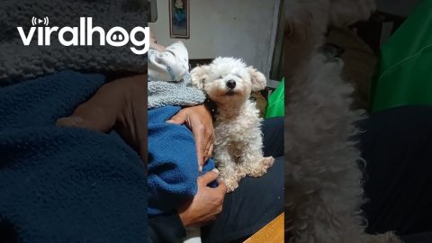 Rocking the Babies to Sleep || ViralHog