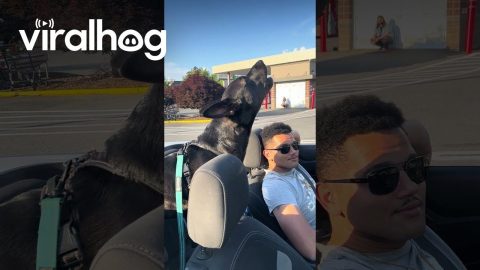 Dog’s Adorable Instinct Kicks In Every Time She Hears Sirens || ViralHog