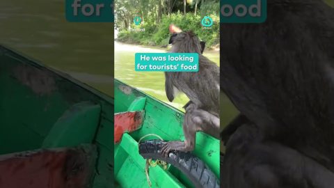 Monkey Boards Boat to Steal Tourists' Food || ViralHog
