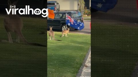 Kangaroo Fights The Australian Flag || ViralHog