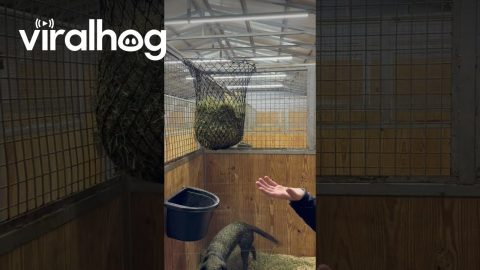 Dog Gets Seasoned || ViralHog