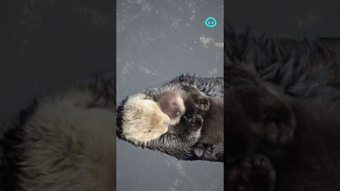 1 Day Old Sea Otter Pup Trying to Sleep on Mom || ViralHog Shorts