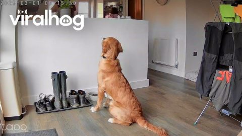 Golden Waits Patiently for Permission to Eat || ViralHog