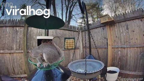Just When You Think You Finally Squirrel-Proofed Your Bird Feeder || ViralHog