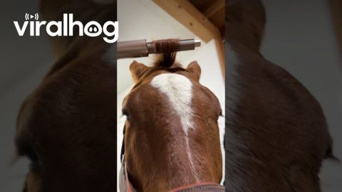 Clyde’s Hair Demo || ViralHog