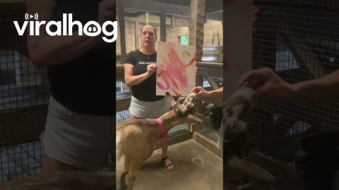 Talented Goat Paints a Masterpiece || ViralHog