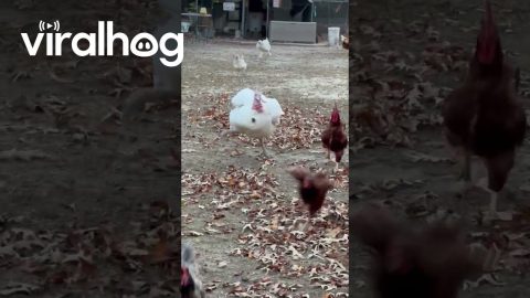 Henry the Turkey’s Turkey Trot || ViralHog
