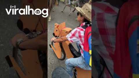 Procession of Horses and Horses Alike || ViralHog
