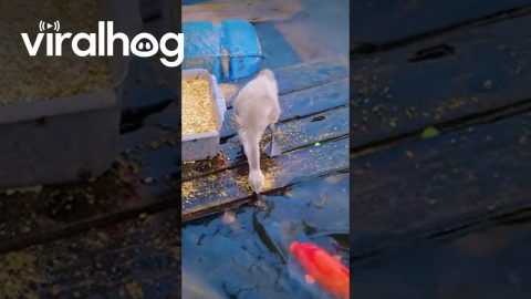 Goose Appears to Feed Fish || ViralHog