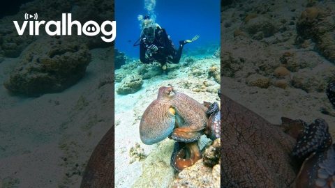 Curious Octopus Bumps Into Camera || ViralHog