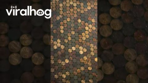 Penny Flooring || ViralHog