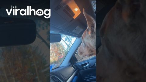 Clever Dog Turns on the Car Light || ViralHog