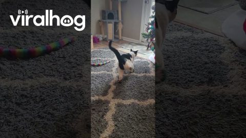 Cat Tries to Shake Off Christmas Socks || ViralHog