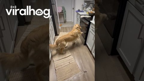 Golden Claws At Oven Door For Roasting Chicken Wings || ViralHog