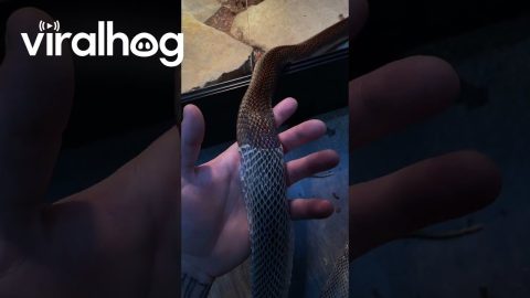 Satisfying Shedding of Snake Skin || ViralHog