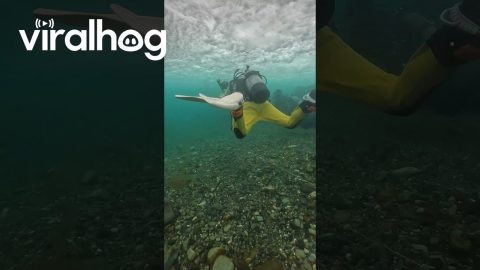 Underwater Footage of Freshwater Snow Falling on Top of Cold Seawater || ViralHog