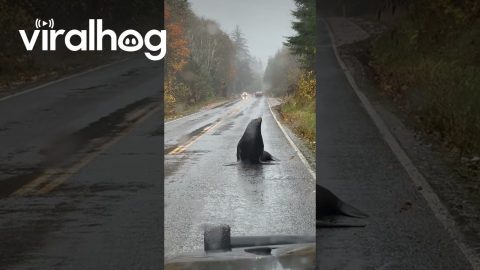 Sea Lion Blocks Road During Rainstorm in Washington || ViralHog