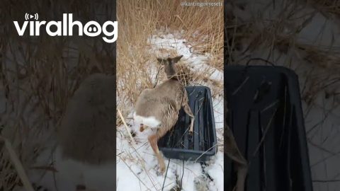 Fawns Rescued From Icy Patch || ViralHog