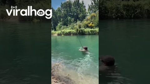 To Catch a Fish You Need to Think Like a Fish || ViralHog
