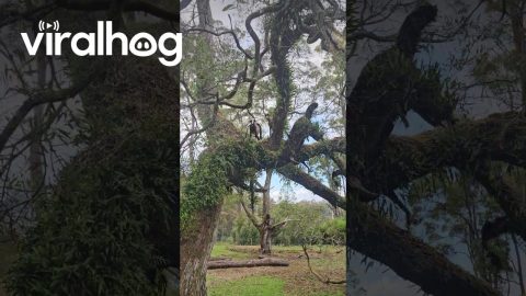 Found My Goats in a Tree || ViralHog