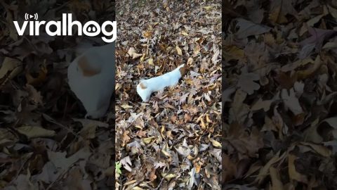 Our Jack Russell Terrier Is Obsessed With Pinecones || ViralHog