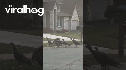 Was This Coyote Raised by Turkeys? || ViralHog