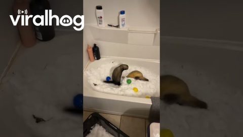 Ferrets Delight In Bathtub Of Fresh Snow || ViralHog
