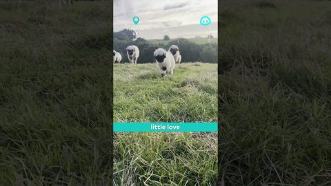 Fluffy and Happy Sheep in Yorkshire || ViralHog Shorts