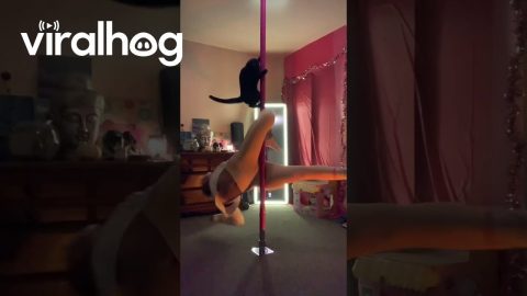 Cute Cat Joined Owner in Pole Dancing Practice || ViralHog