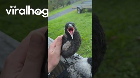 Introducing My Magpie Friends Ace and Maverick || ViralHog