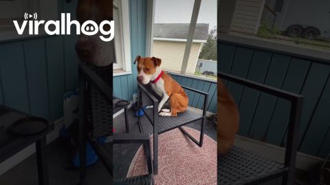"I Was Not Aware This Chair Rocked, Mom" || ViralHog