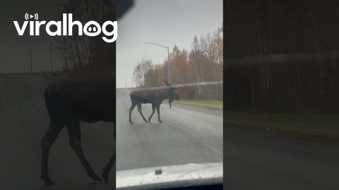 Alaskan Bull Moose Crosses Busy Road || ViralHog
