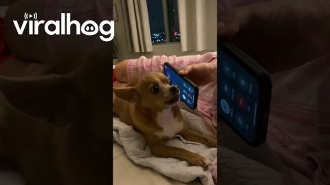 Pup Talks to Grandpa || ViralHog