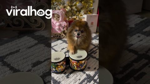 He Needed His Christmas Hat Off to Show Off His Drumming Skills || ViralHog