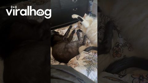 Lazy Cats Still Having A Little Spat || ViralHog