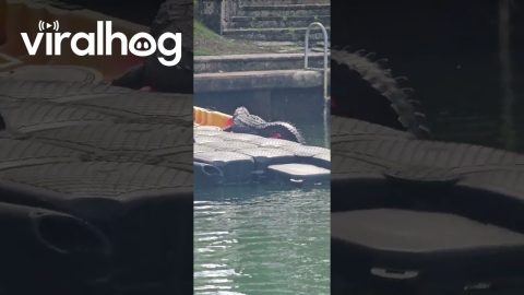 Crocodile Sunbathing in a Kayak || ViralHog