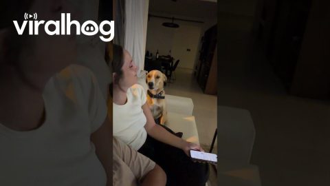 Dog Pleads to Stay on the Couch || ViralHog
