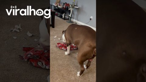Ace The Dog Opens His Christmas Present || ViralHog