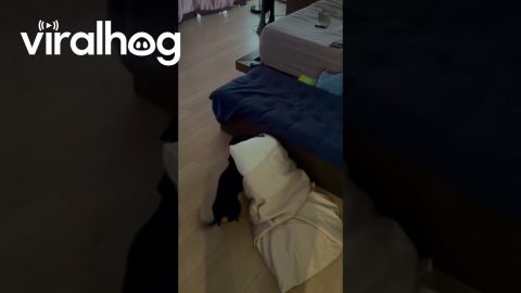 Dachshund Carries His Pillow From Room to Room || ViralHog