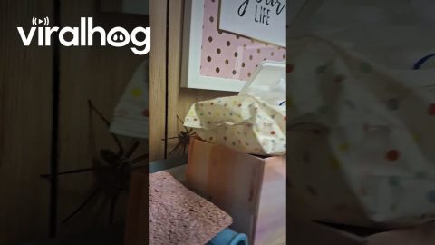 Huntsman Spiders Have Family Reunion || ViralHog