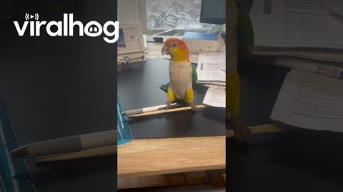 Parrot Can't Decide What To Play With || ViralHog