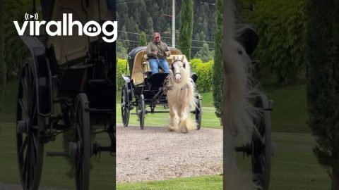Carriage Pulled by Horse With Fabulous Mane || ViralHog