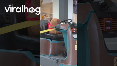 Stuffed Capybara With A Backpack Drives Cleaning Cart || ViralHog