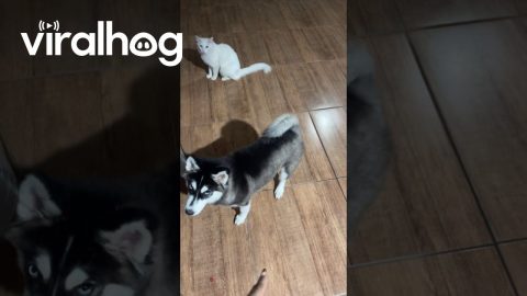 Obedience Training Two Puppies and One Cat || ViralHog