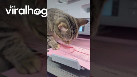 IT Cat Provides Hands-On Printer Support For Paper Jam || ViralHog