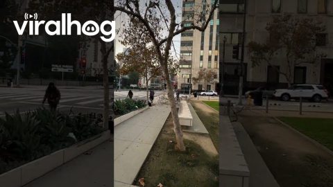 BMX Rider Knocks Tree Down on Streetwear Brand Owner || ViralHog