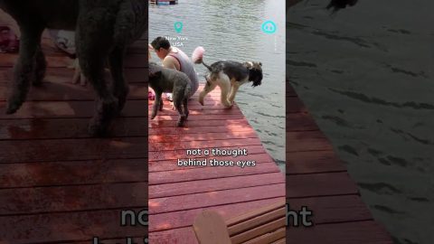 Poodle Gracefully Steps Right Off Dock || ViralHog Shorts